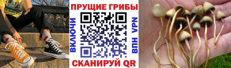 наркотики  Нижнеудинск  Псилоцибиновые грибы MAGIC MUSHROOMS 